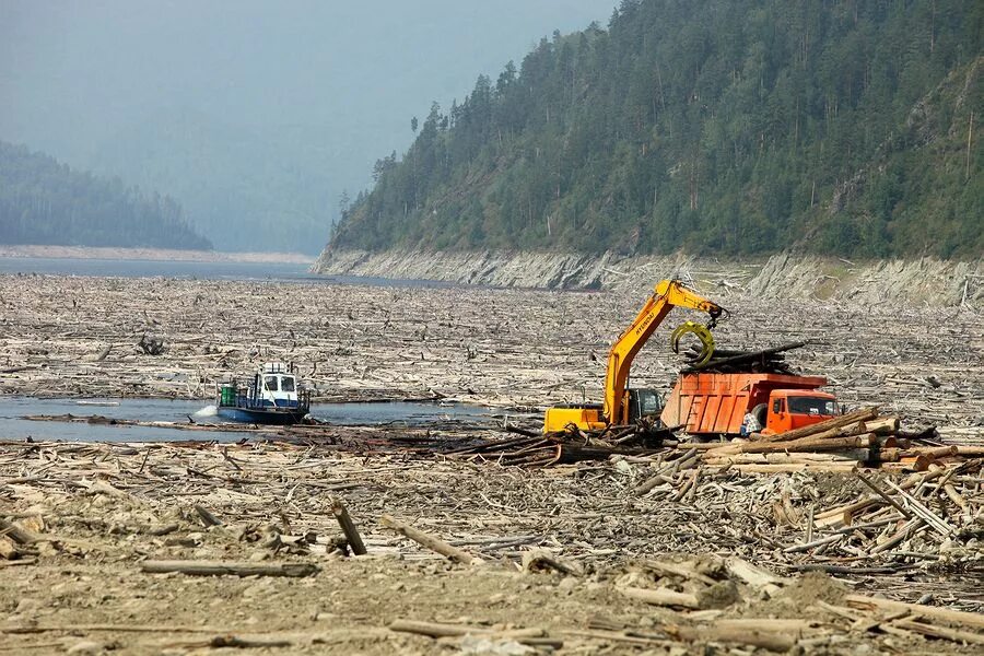 Загрязненный Енисей Саяно Шушенская ГЭС. Богучанское водохранилище затопленный лес. Саяно-Шушенское водохранилище авария. Затопление Богучанской ГЭС.