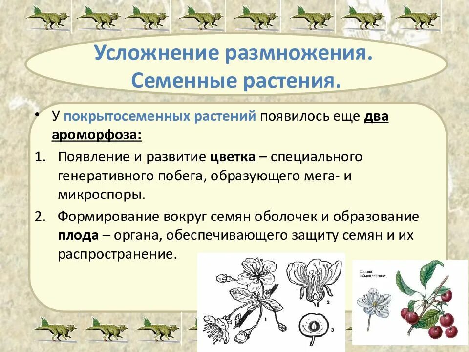 Размножение растений. Особенности размножения семенных растений. Семенное размножение покрытосеменных растений. Характеристики семенного размножения растений.