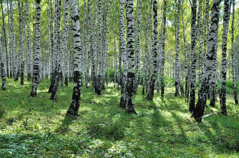 Ель и береза. Тонкое дерево. Березово-лиственничный лес. Весеннее небо и березы. Во сколько раз ель выше рябины во сколько раз рябина ниже ели.