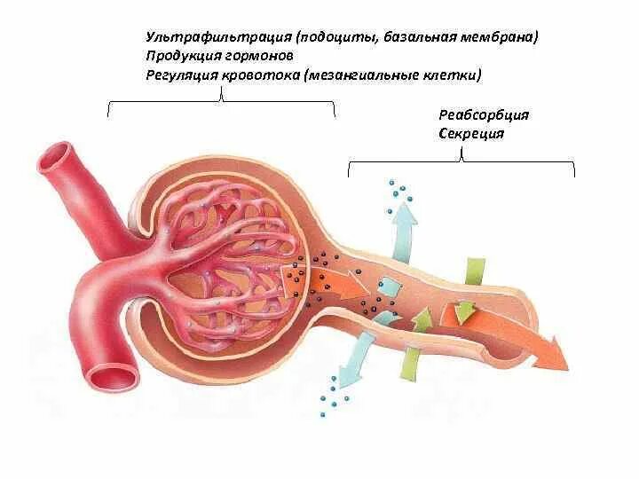 Нефрон ультрафильтрация. Ультрафильтрация почек. Процесс фильтрации в почках. Ультрафильтрация мочи. Процесс ультрафильтрации в почках.