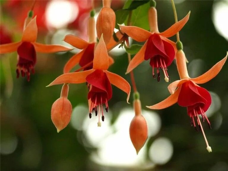 Комнатный цветок с розовыми колокольчиками. Фуксия оранж флейм. Фуксия оранжевая. Fuchsia boliviana. Фуксия оранжевого цвета.