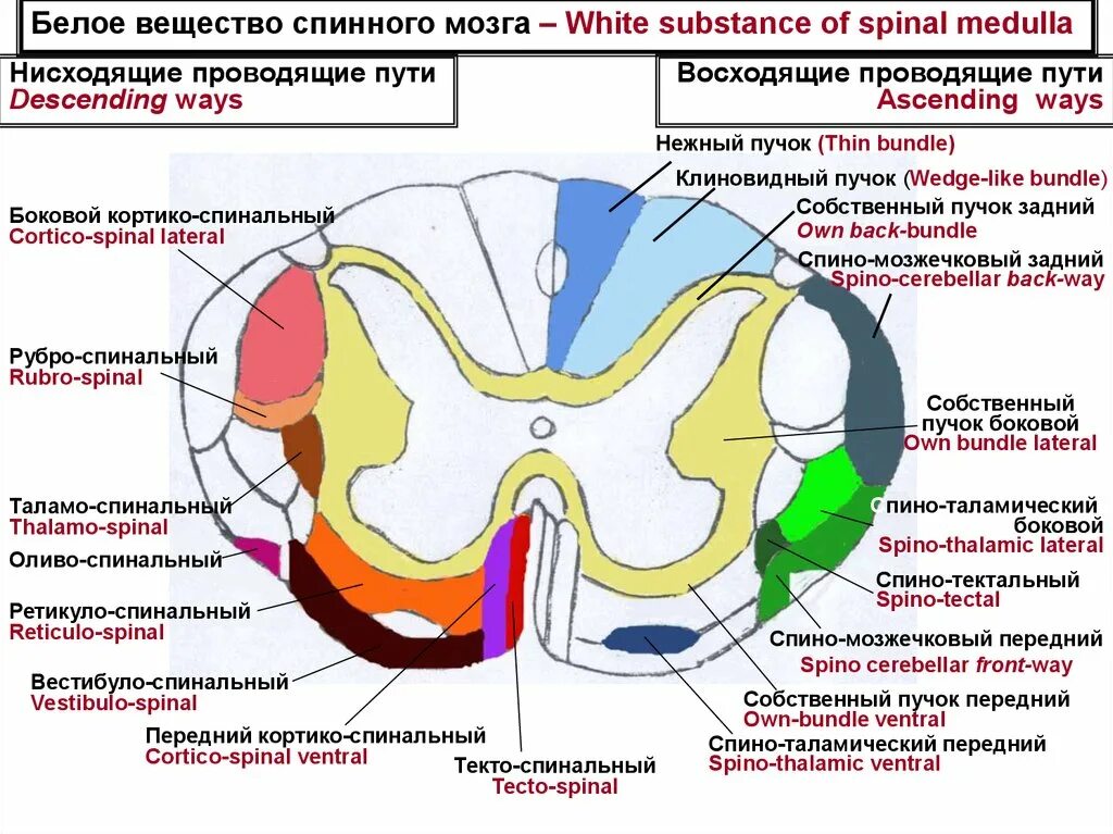 Схема проводящих путей спинного мозга. Ядра серого вещества спинного мозга. Ядра серого вещества спинного мозга таблица. Проводящие пути спинного мозга анатомия латынь.