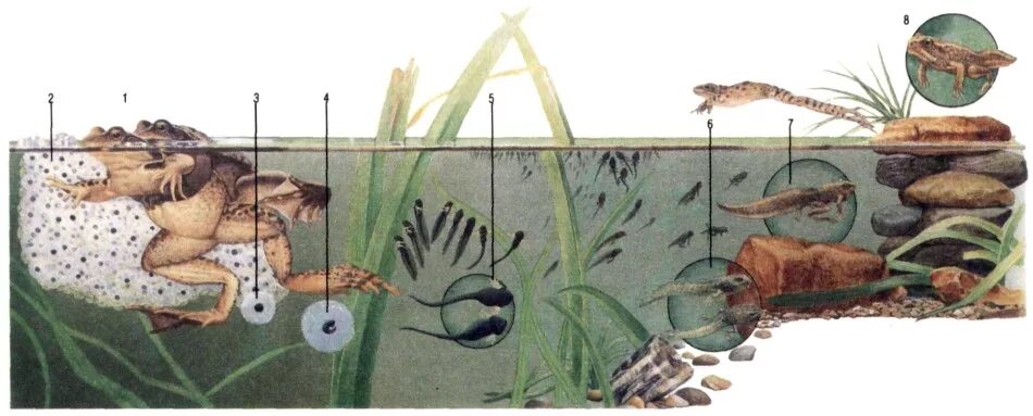 Метаморфозы головастиков. Оплодотворение лягушки головастики. Наружное оплодотворение у лягушки. Оплодотворение прудовой лягушки. Оплодотворение икринок лягушки.