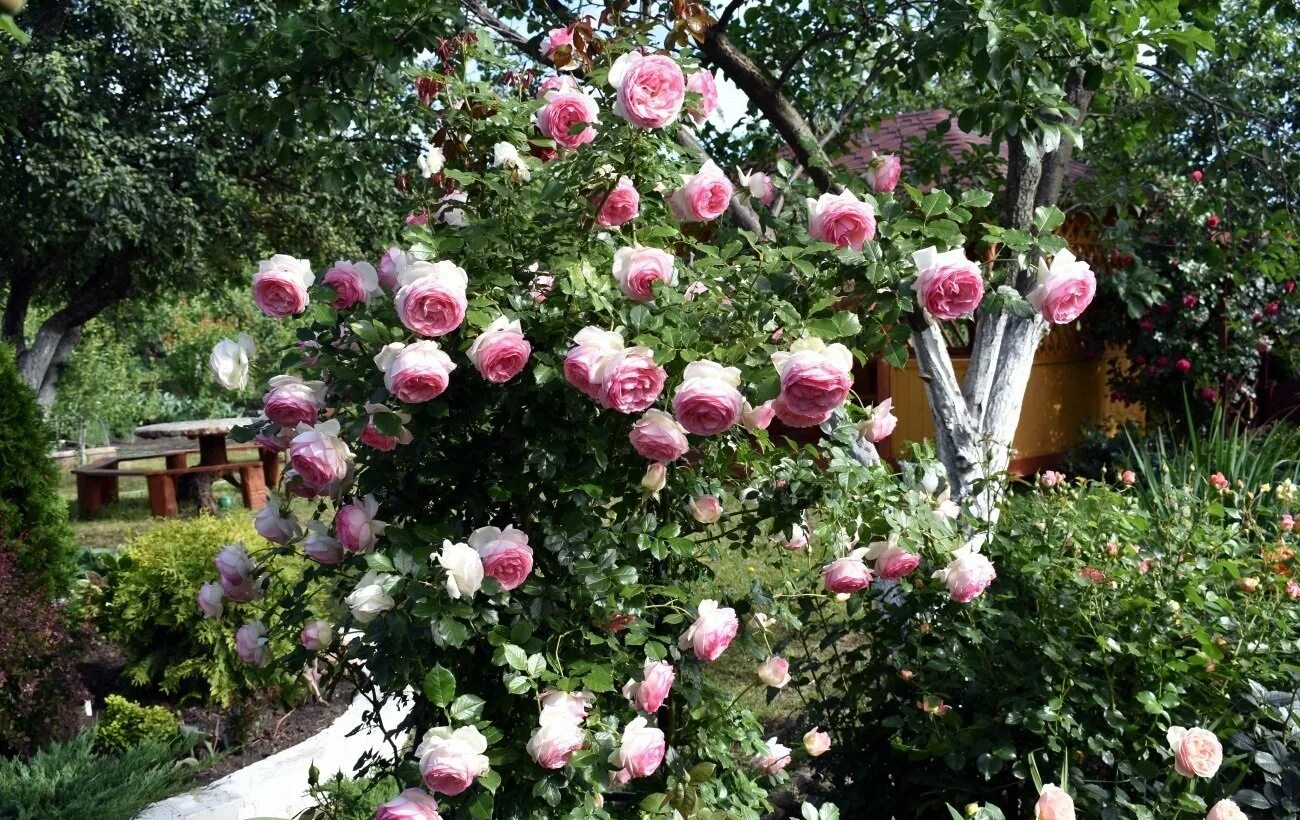 Сорт розы пьер де ронсар. Плетистые розы пьер де ронсар. Плетистая пьер де ронсар. Плетистая пьер де ронсар. Плетистая пьер де ронсар.