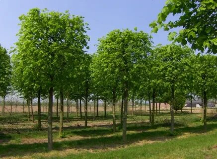 Tilia cordata komsta mini
