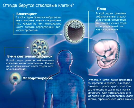 Костномозговое кроветворение - презентация онлайн