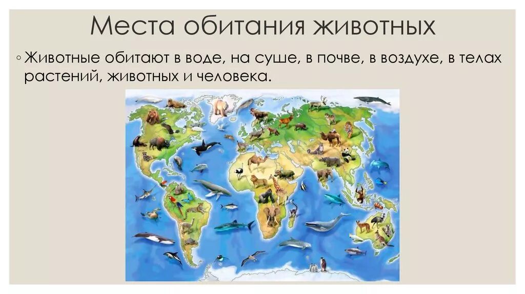 Что в этом месте обитает. Что в этом месте обитает