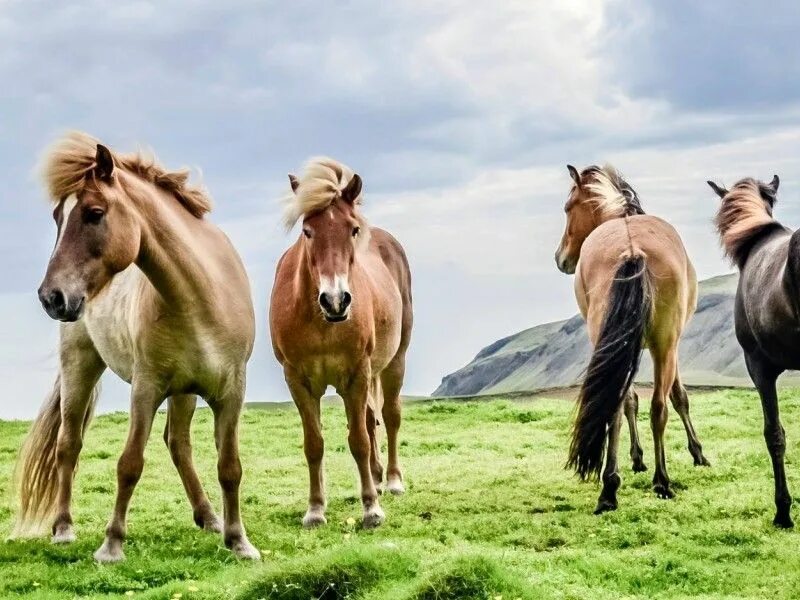 4 horse