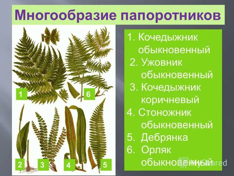 Какие есть классы папоротников. Представители папоротниковидных 5 класс. Представители папоротниковидных 5 класс биология. Представители папоротников 6 класс. Представители папоротников 5 класс биология.