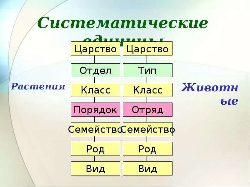 Систематические единицы царства растений 6 класс. Основные таксоны систематики растений. Систематика растений таксономические единицы. Систематические единицы животных. Понятия систематика