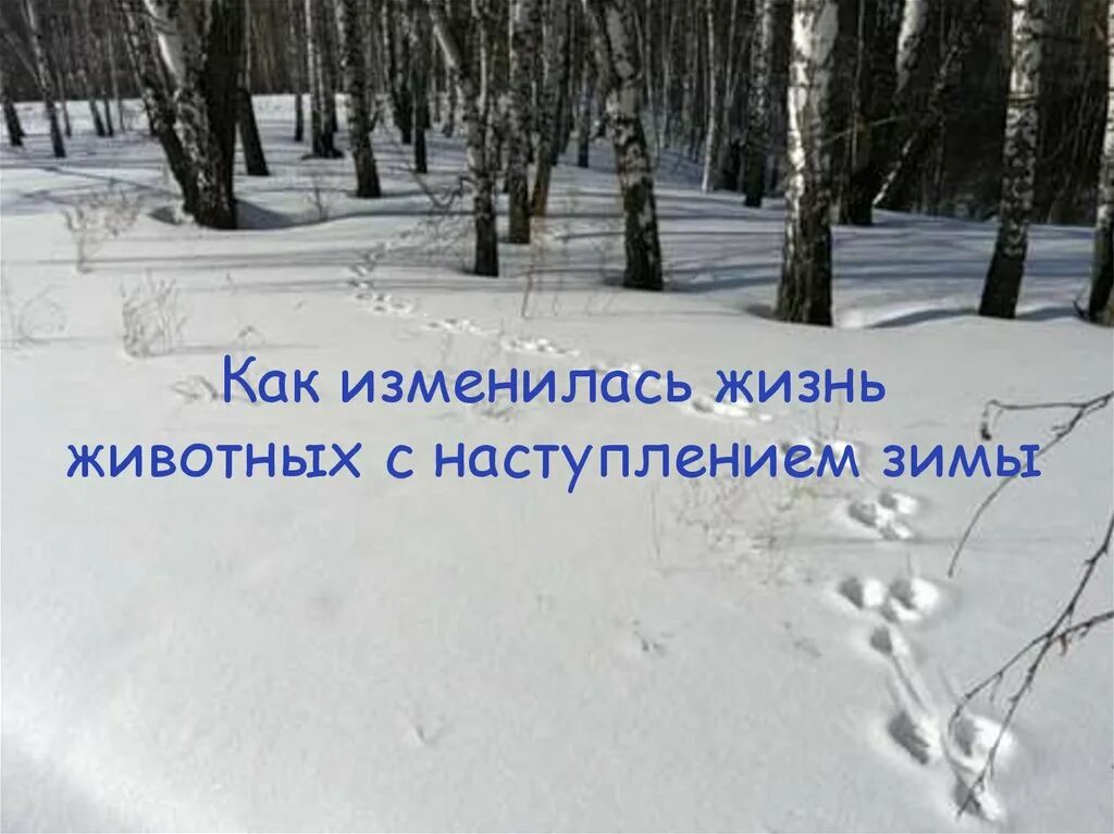 Признаки наступления зимы. Как изменилась жизнь животных с наступлением зимы. изменения в природе с наступлением зимы. многое изменилось в жизни животных с приходом зимы. изменения в жизни людей с наступлением зимы.