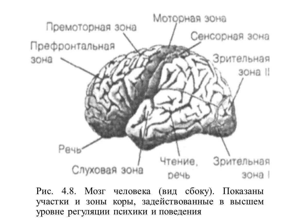 Премоторная зона коры головного мозга. Соматосенсорная зона коры головного мозга. Мозг человека (вид сбоку) показаны участки и зоны коры.