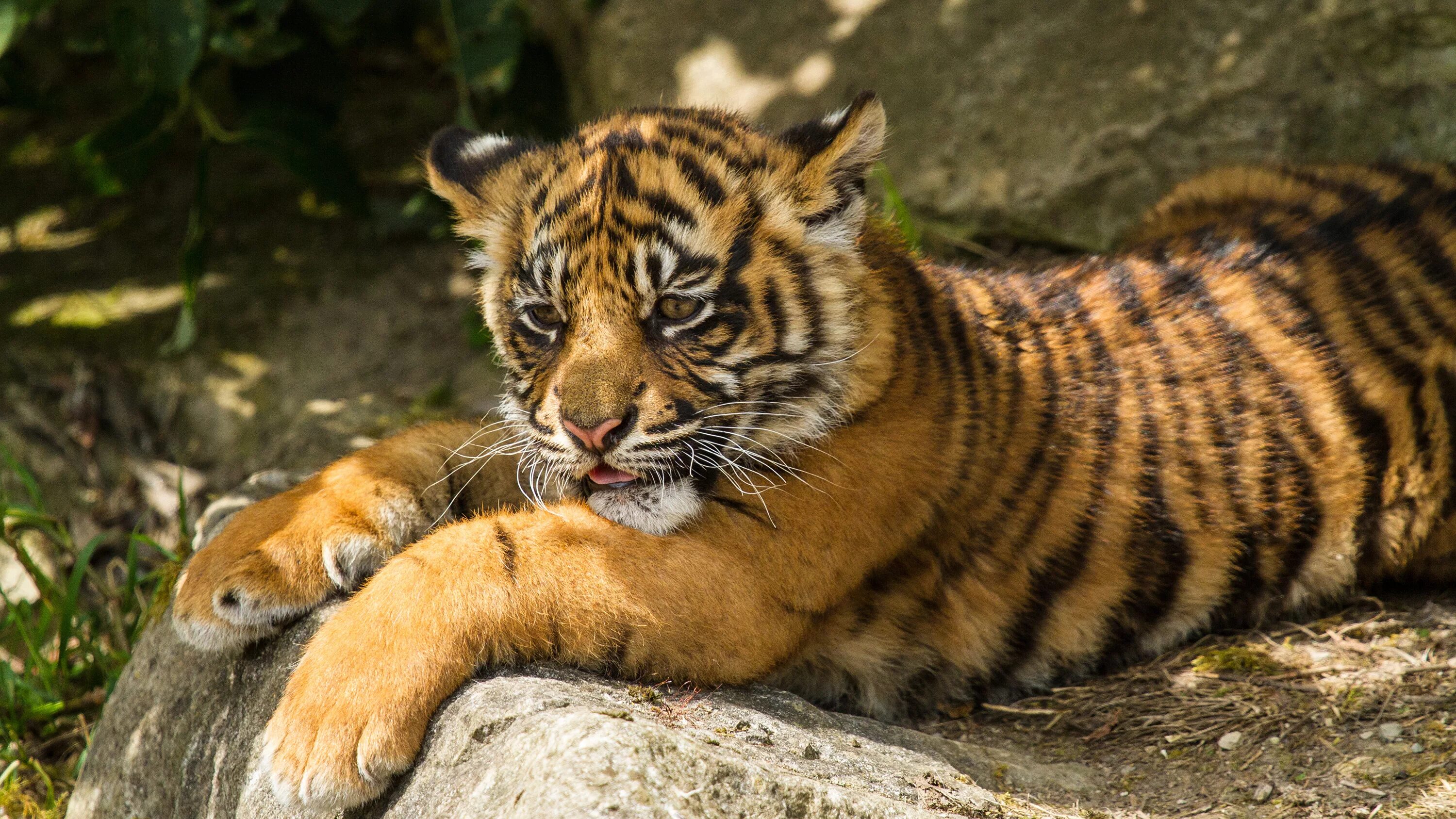 X in cat tiger