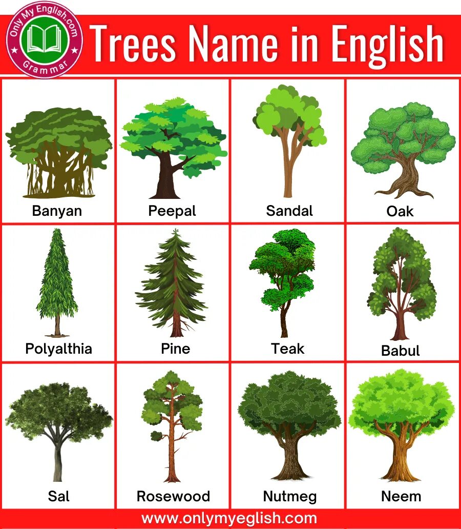 Дерево на начало слова. Деревья названия. Деревья по названиям. Название деревьев по алфавиту. Деревья на английском.