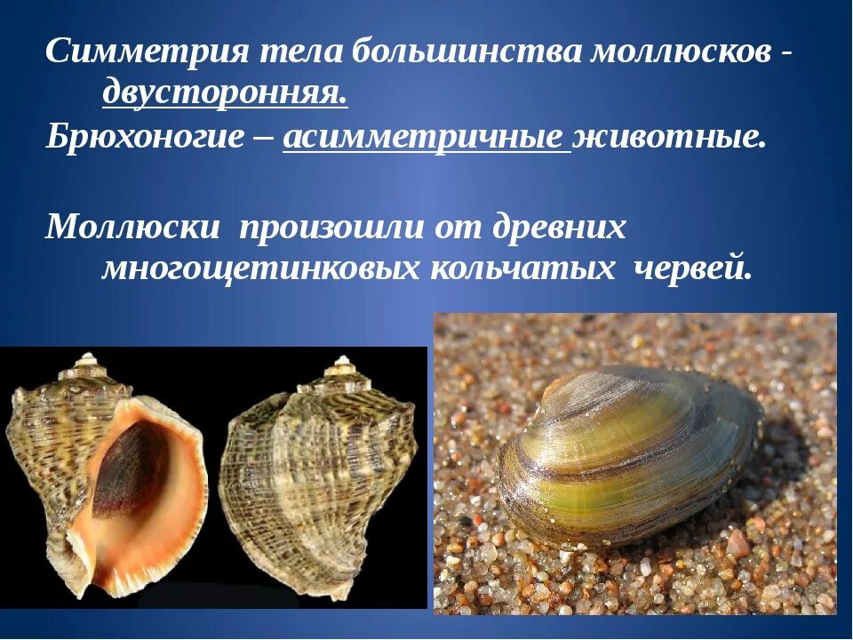 Морским моллюскам относятся. Морские двустворчатые моллюски. Брюхоногие и двустворчатые моллюски. Тип моллюски класс брюхоногие и класс двустворчатые моллюски. Класс брюхоногие моллюски раковина.