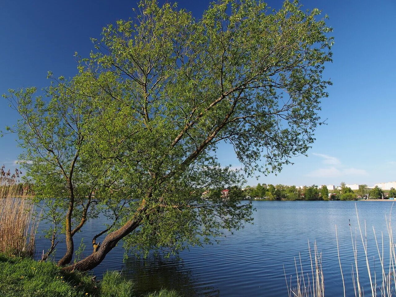 Села на озере