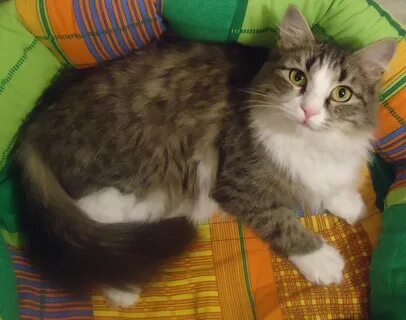 3 кота чита