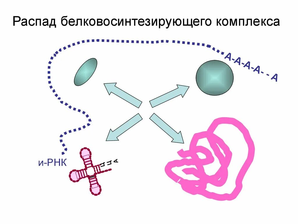 Распад белка в организме. Схема распада белков. Распад белка схема. Распад белков в организме. Продукты распада белков.