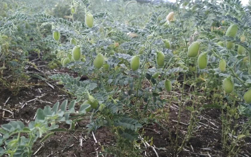 Как правильно выращивать нут - Fertilizer Daily
