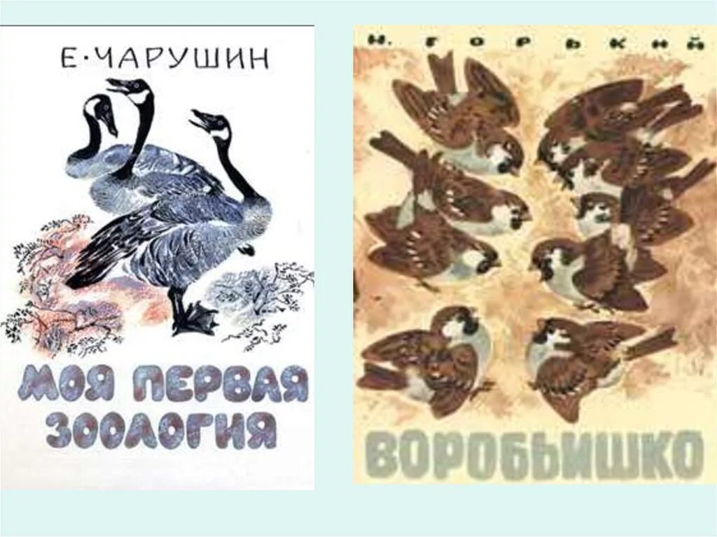 Книга моя первая зоология чарушин. Чарушин моя первая зоология. Книга моя первая зоология. Чарушин моя первая зоология детгиз. Книга моя первая зоология чарушин.