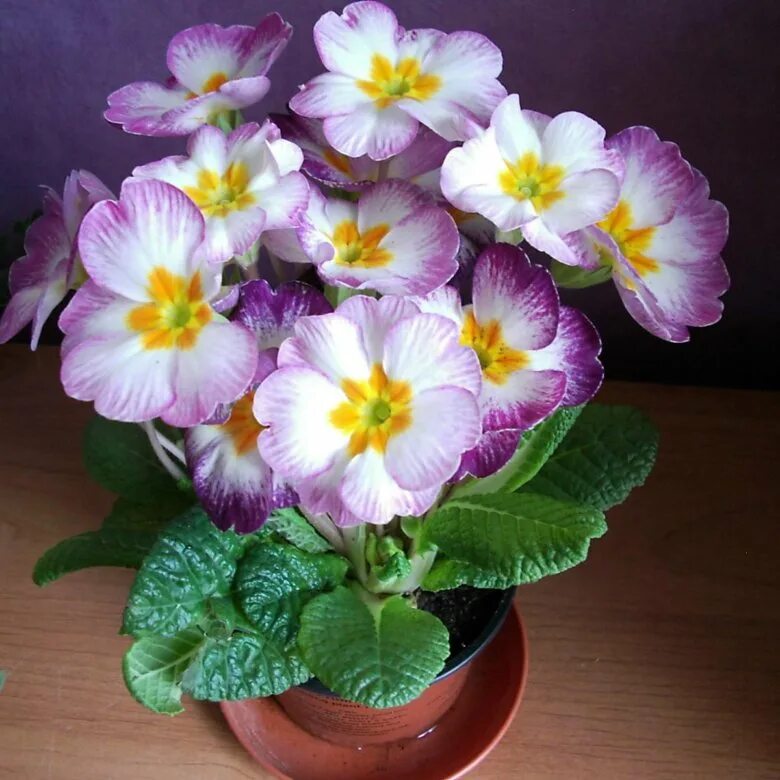 Травянистое растение примула является частью семейства Первоцветные (Primulaceae
