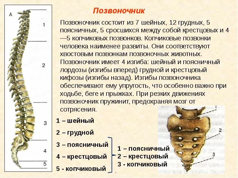Скелет позвонков человека. Скелет человека 7 позвонок. Позвоночник состоит из позвонков. Позвонок человека состоит из