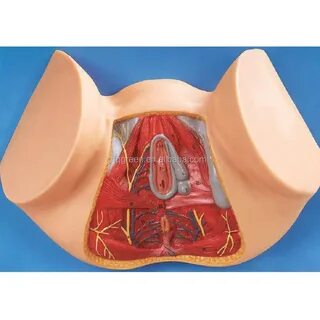Bu model, ürogenital üçgenin (ürogenital bölge) önünde, anal üçgenin (anüs)...