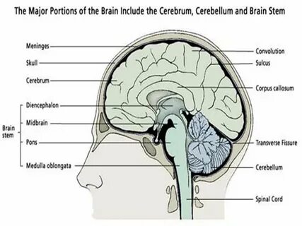 Brain only