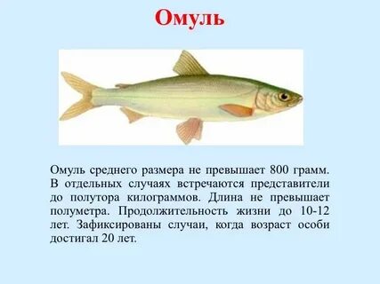 Среда обитания омуля