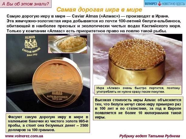 Цена самой дорогой икры. Самая дорогая икра. Золотая икра белуги. Самая дорогая икра альбиноса. Сколько стоит самая дорогая икра.