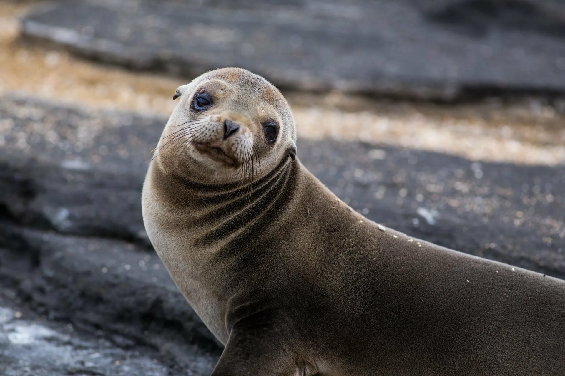 Полосатый тюлень. Какого цвета морской котик. Капский морской котик. Морской котик тюлень нерпа. Какого цвета морской котик.