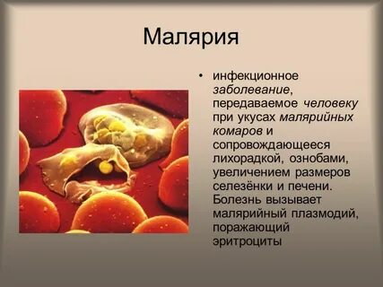 Заболевание малярию вызывает