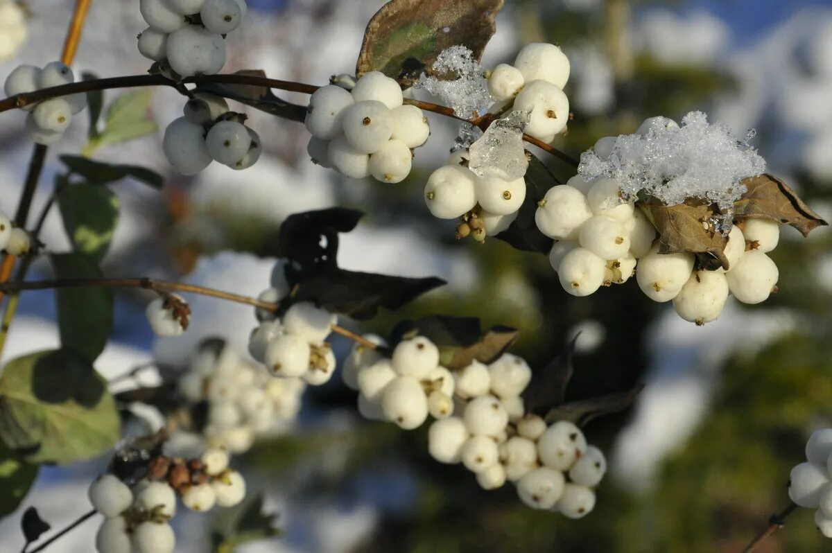 Снежноягодник мэджик берри. Снежноягодник снежная ягода. Снежноягодник symphoricarpos albus. Белые ягоды зимой. Снежноягодник весна.