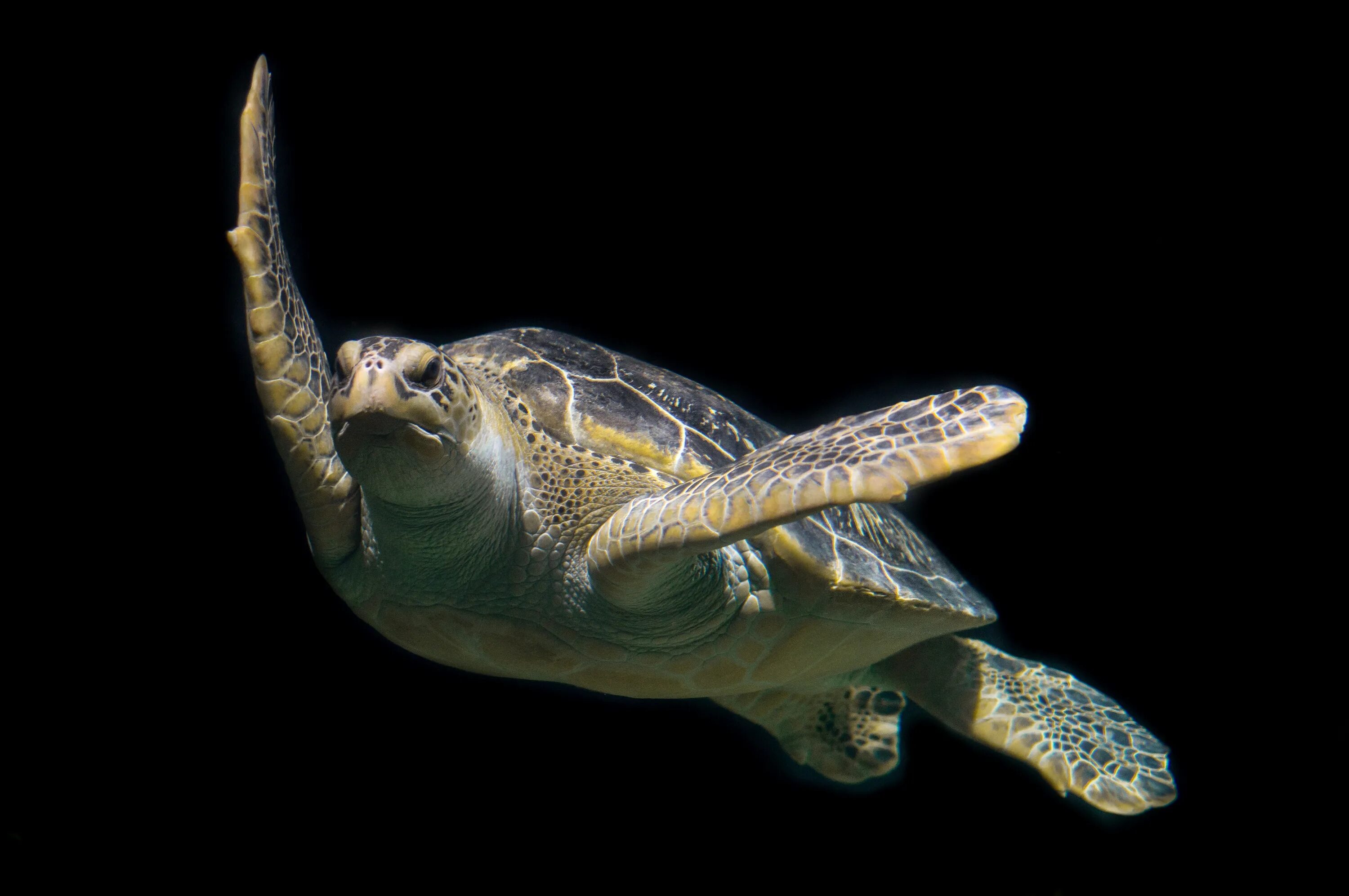 Крупное водное пресмыкающееся. Морская черепаха. Черепаха морская пресмыкающихся. Зеленая морская черепаха. Черепаха на черном фоне.