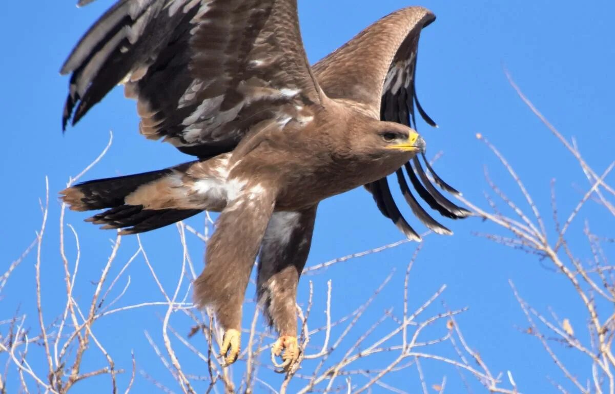 Орел степная птица. Степной орёл (Aquila nipalensis. Степной Орел в Евразии. Крымский Степной Орел. Хищные птицы Степной Орел.