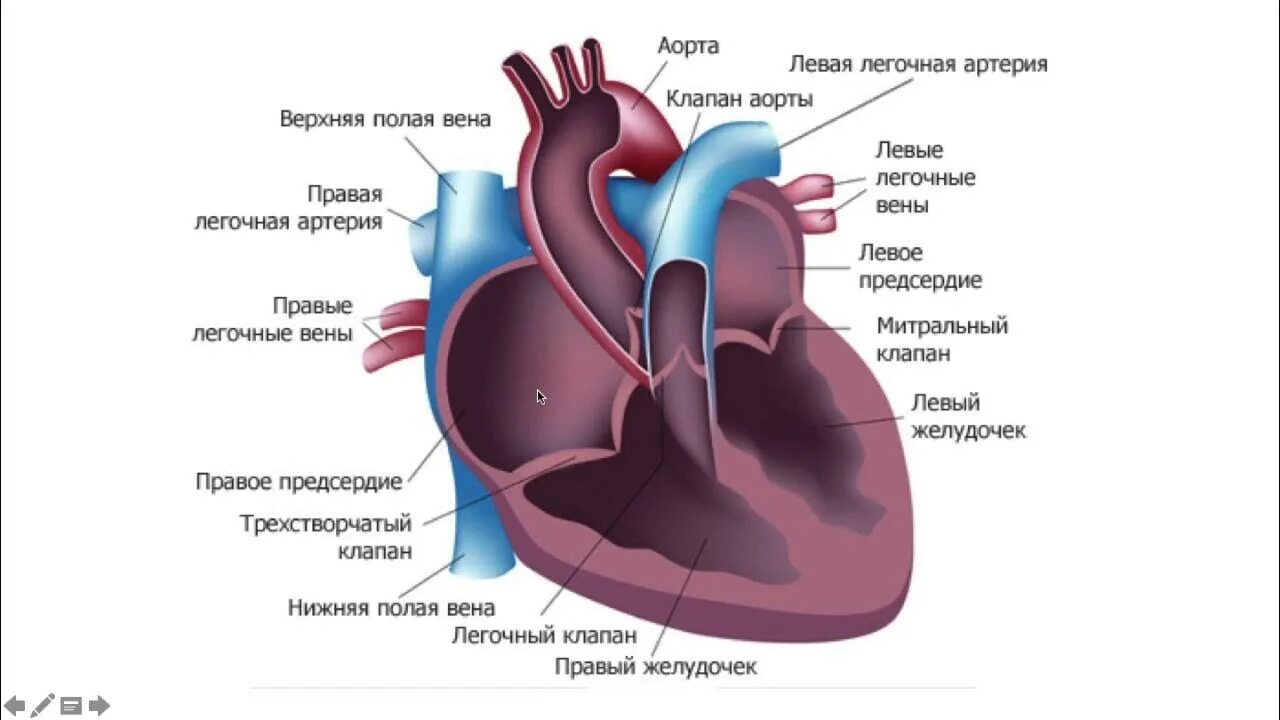 Строение сердца камеры и клапаны. Структура сердца человека. Какие сосуды в левом предсердии