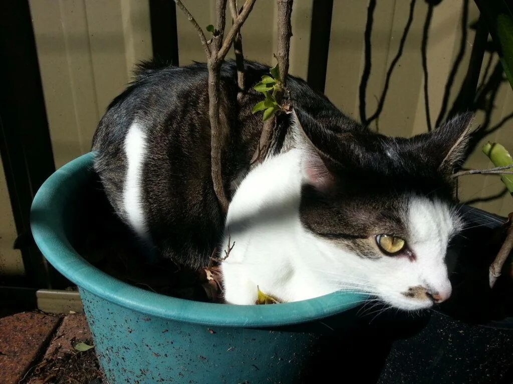 Как отучить кота по утрам