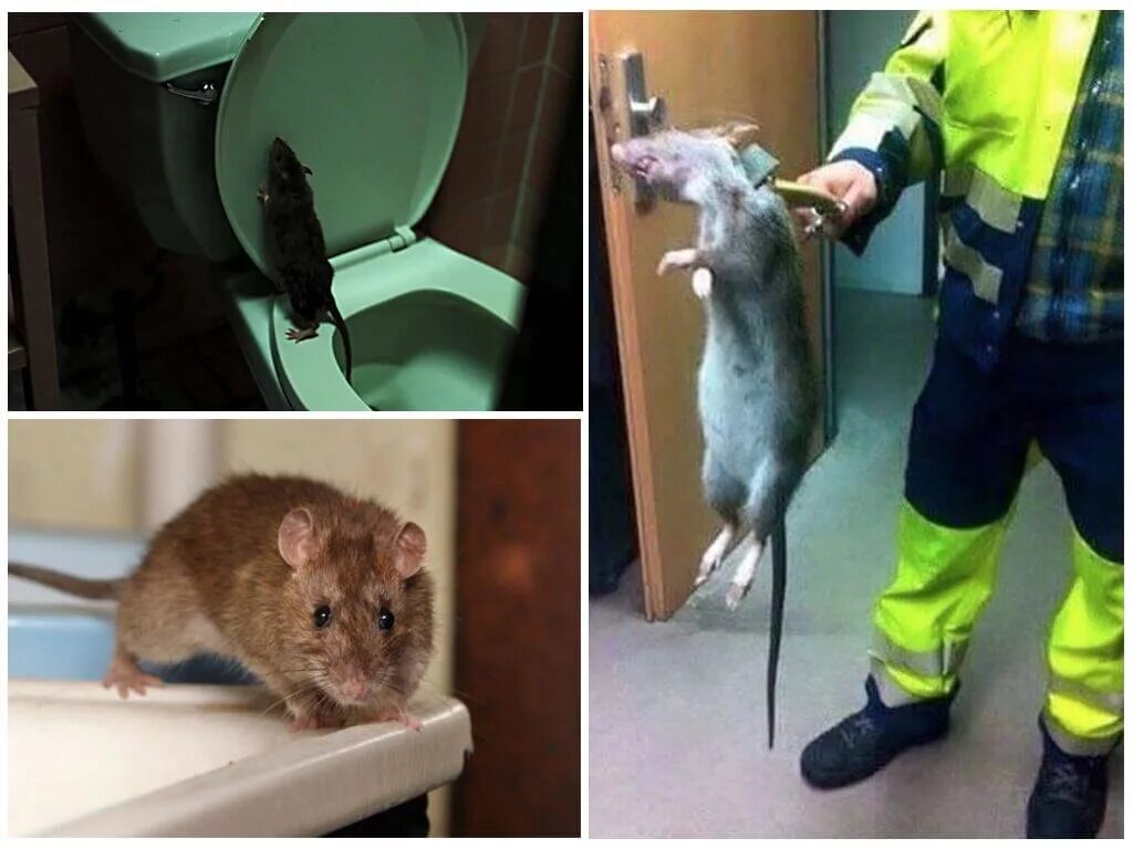 Мышь квартирная. Почему крысы боятся