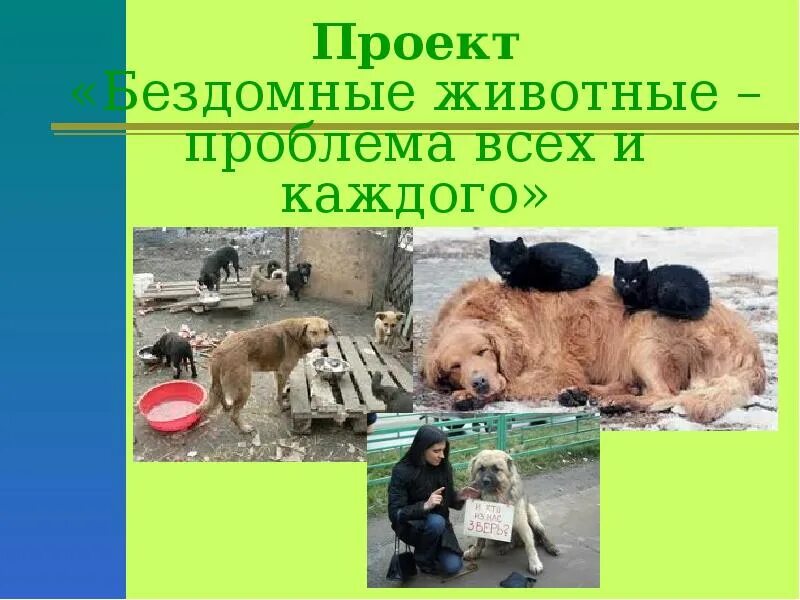 Проект на тему бездомные животные 10 класс Бездомные животные проблема всех и каждого!