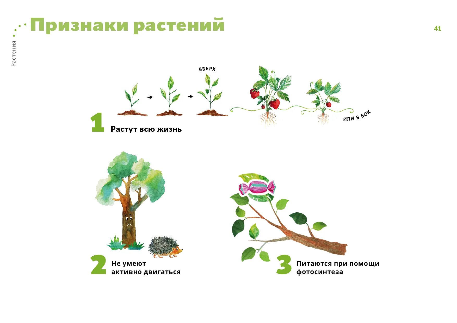 Признаки растений. Основные признаки растений. Признаки всех растений. 5 Признаков растений. Признаки описывающие рост растения