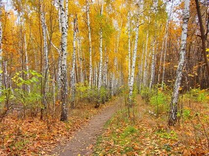 Осенний день в березовой роще тургенев