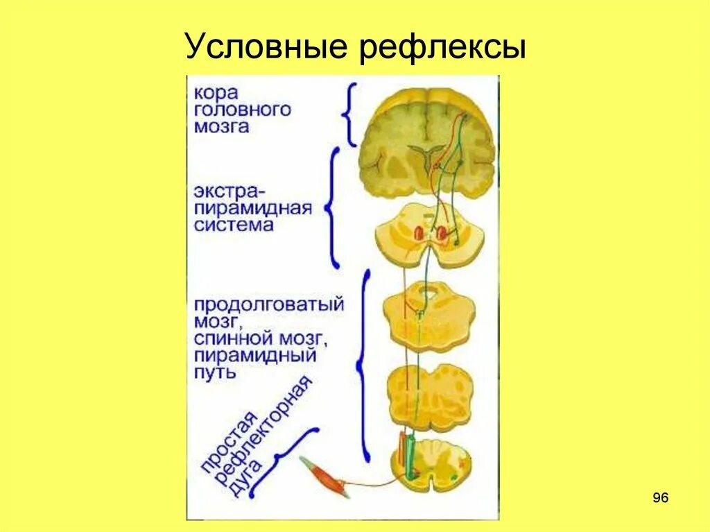 Какие рефлексы обеспечивает головной мозг. Где располагаются центры условных рефлексов. Условные рефлексы отдел мозга. Где расположены центры условных рефлексов. Рефлексы коры головного мозга.