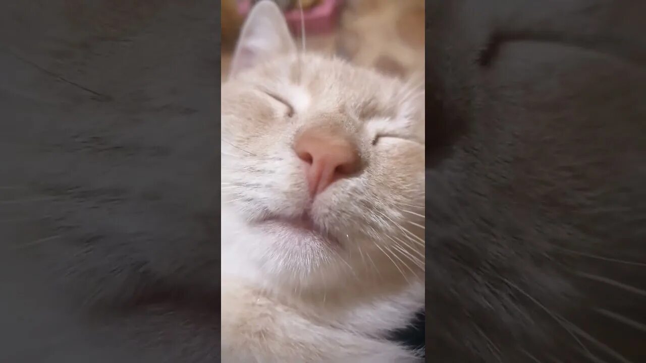 Почему коты массажируют