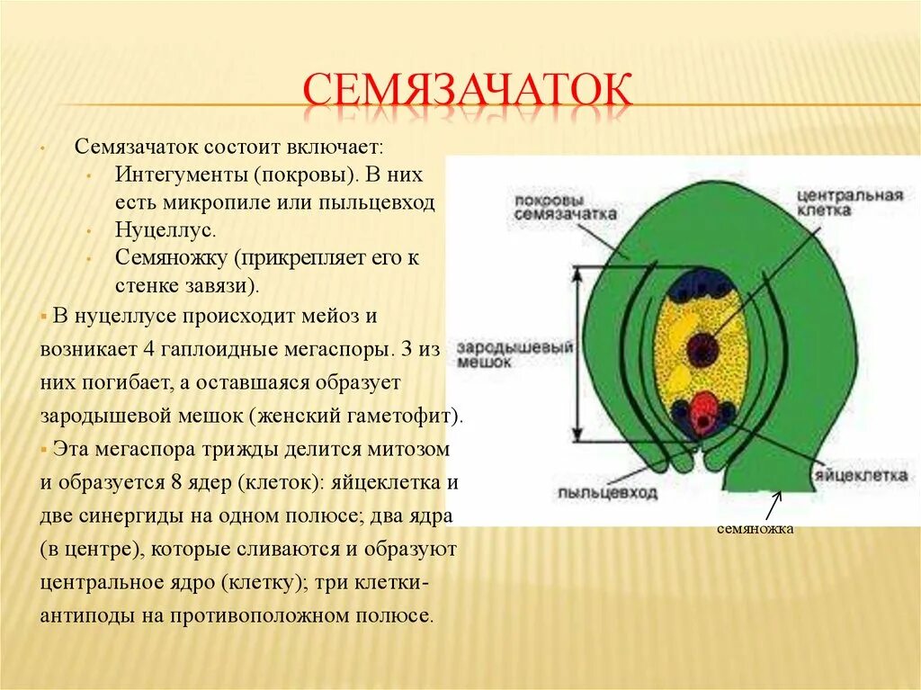 Рисунок генеративной клетки. Семяножка семязачатка. Семязачаток схема семяножка. Строение семязачатка ботаника. Нуцеллус, интегументы, микропиле..