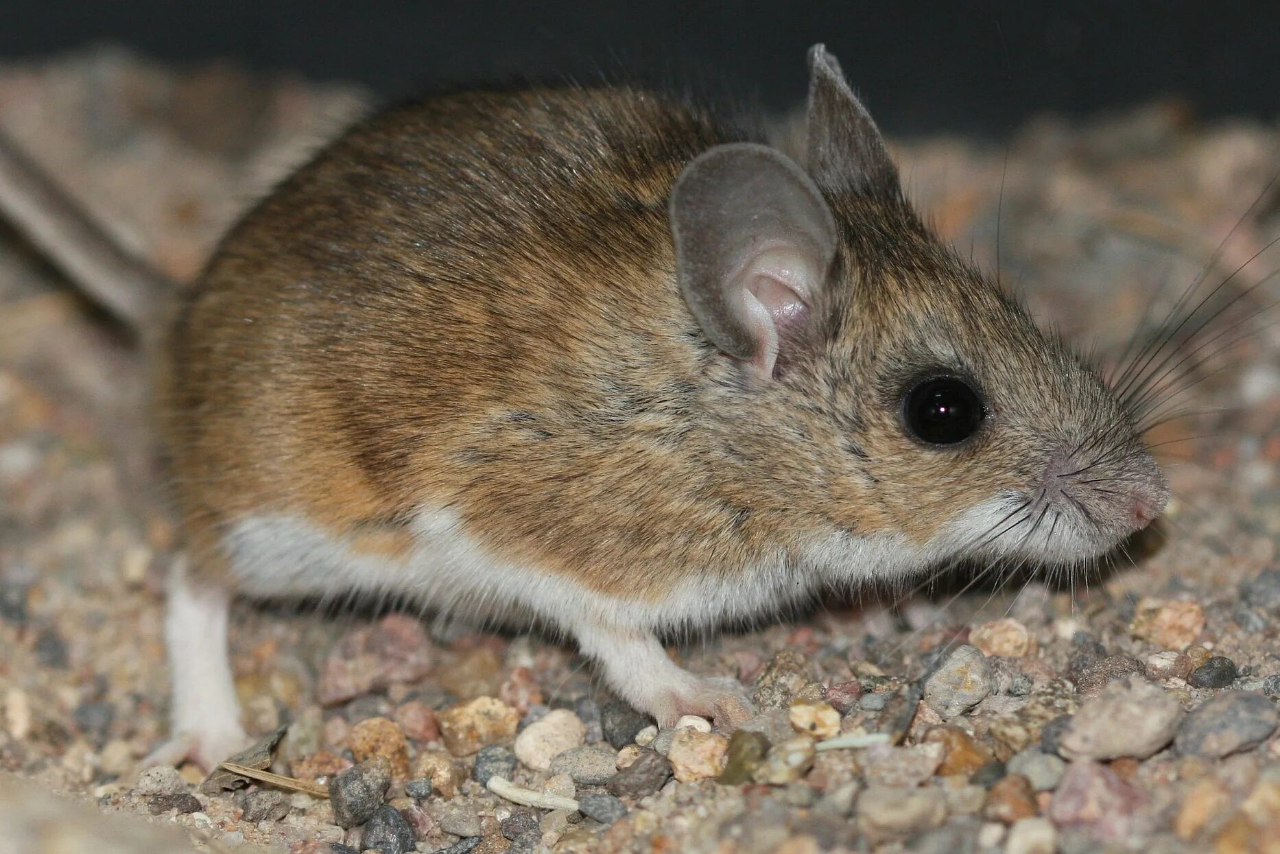 Мыши являются. Peromyscus maniculatus. Крысовидный хомячок. Оленья мышь Peromyscus maniculatus. Кроликовые крысы.