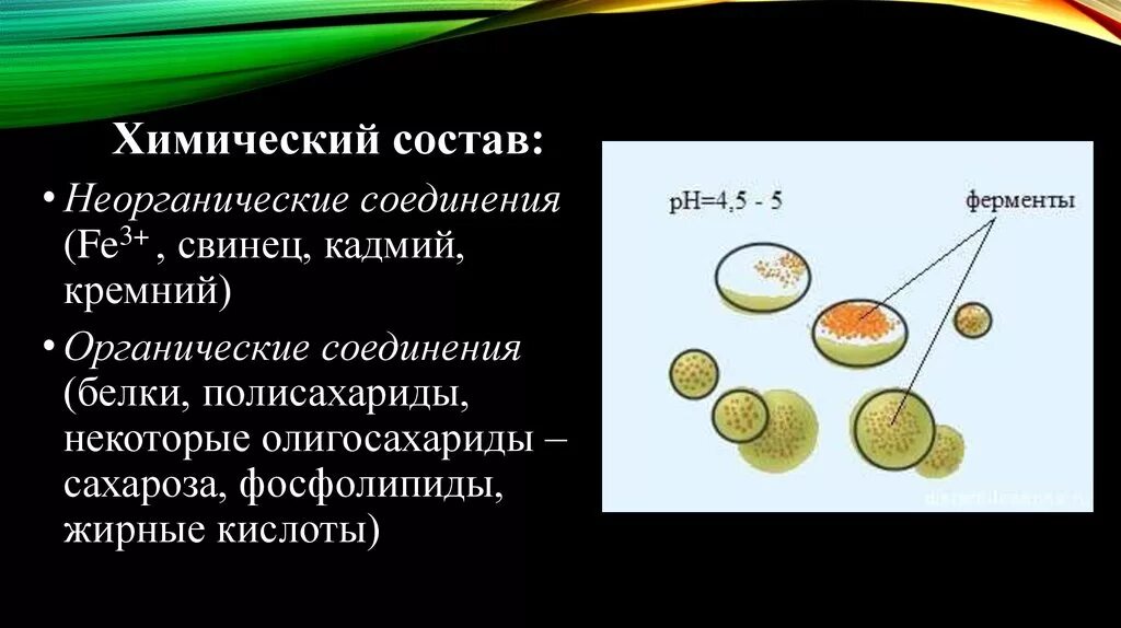 Химический состав лизосом. Типы лизосом. Лизосомы строение и химический состав. Лизосомы строение таблица.