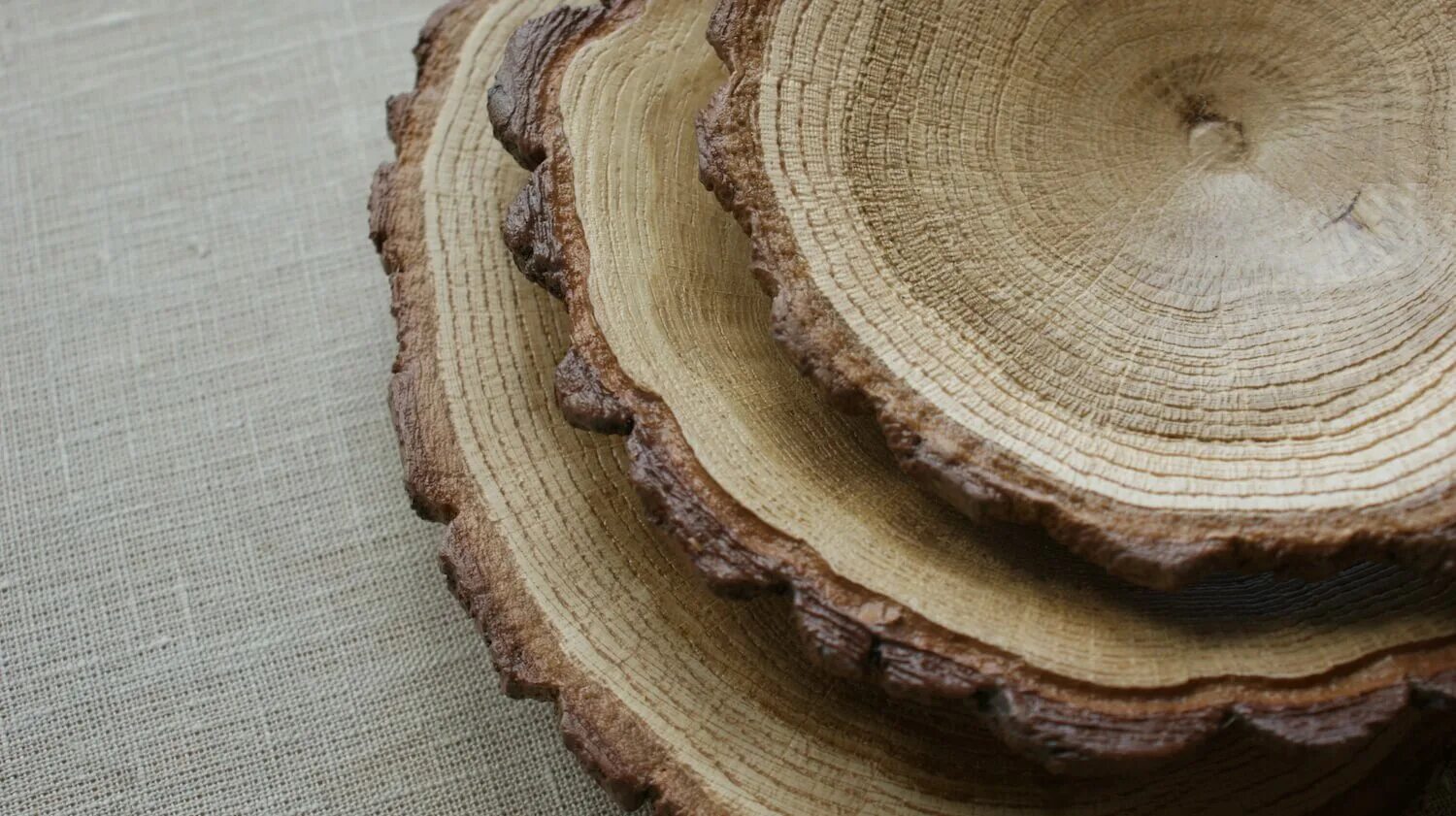 дуб черешчатый срез. лучшее срез. дуб древесина. поперечный спил лиственницы. ядро и заболонь.