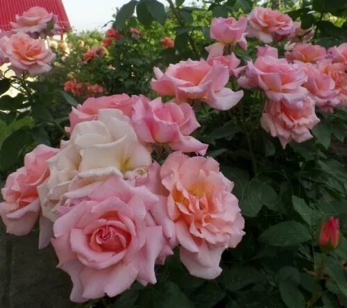 Chelsea Flower Show: Gwyneth Paltrow and Helen Mirren go green-fingered Vanessa 