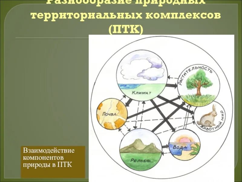 Природный территориальный комплекс. Схема природного территориального комплекса. Разнообразие природных территориальных комплексов. Компонент природного комплекса. Примеры взаимосвязей между компонентами природы в тайге