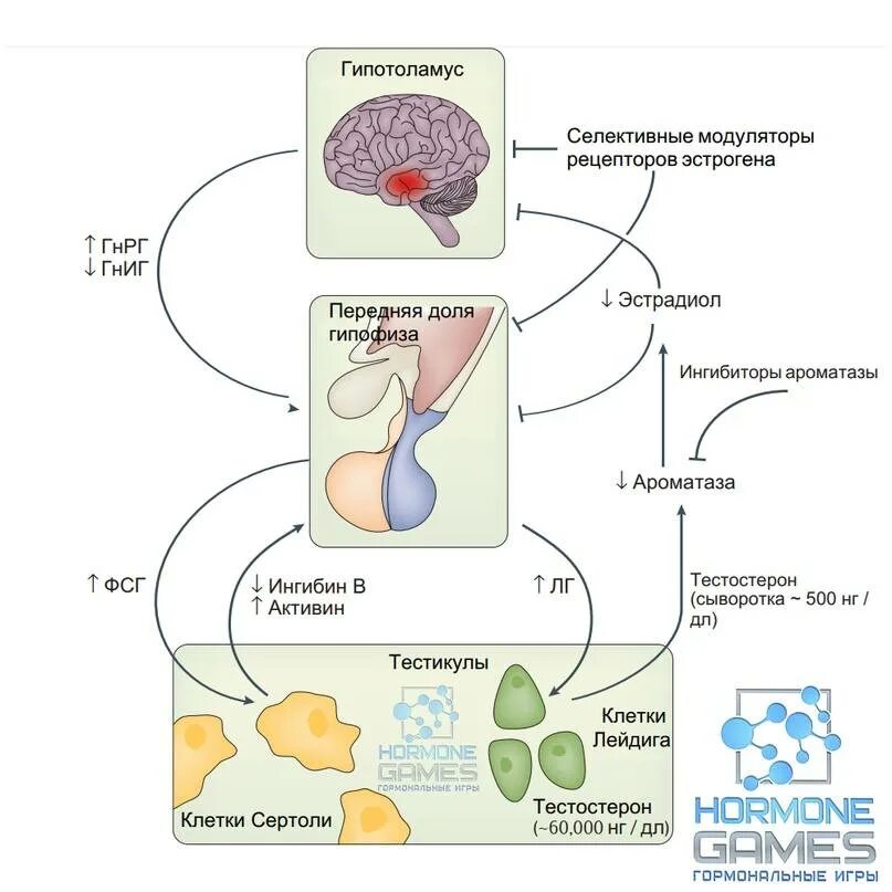 Лг гормон у женщин за что отвечает. Ось гипоталамус-гипофиз-яички. Секреция ЛГ И ФСГ. Фолликулостимулирующий гормон схема. Гормоны ФСГ И ЛГ.